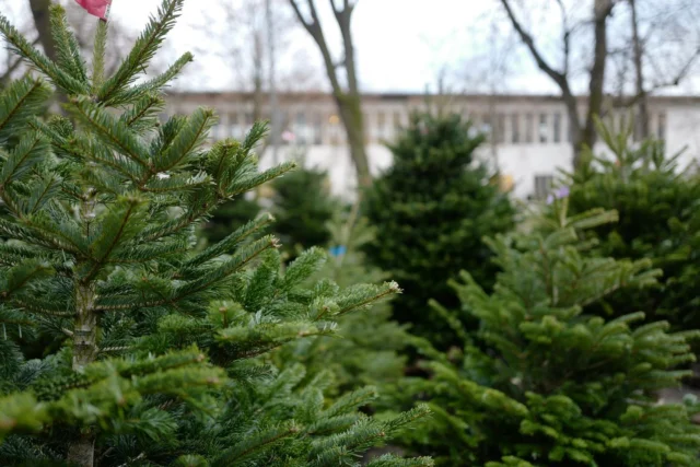 Ab dem 7. Dezember werde ich wieder auf dem Petersplatz unsere schönen Weihnachtsbäume verkaufen.
Seit 1980 sind wir – die Familie Moeschlin – in Basel traditionell als Familienbetrieb zur Weihnachtszeit auf dem Petersplatz präsent.
Wir  bieten für jede Vorliebe und jedes Budget Weihnachtsbäume der 1. Qualität an - Nordmanntanne, Blautanne, Nobilis und Rottanne. Ebenfalls finden Sie bei uns Mistelzweige, Tannenäste und Weihnachtsbaum-Ständer. 
weihnachtsbaum-moeschlin.ch

#weihnachten #weihnachtsbauminbasel #christbaum #tannenbaum #weihnachtsbaummoeschlin #basel #baselcity #petersplatzbasel #lovebasel #lovebasel❤️ #lovebasel🇨🇭